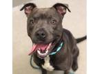 Adopt UNKNOWN a Pit Bull Terrier