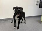 Adopt PABLO a Staffordshire Bull Terrier