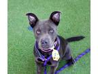 Adopt DIESEL a Staffordshire Bull Terrier, Mixed Breed