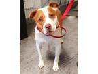 Adopt RITCHIE a Staffordshire Bull Terrier, Mixed Breed