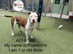 Adopt PEPERRONI a American Staffordshire Terrier