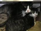 Adopt WILLY a Domestic Short Hair