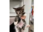 Adopt JUSTICE a Domestic Short Hair