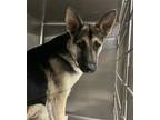 Adopt HERSHEY a German Shepherd Dog