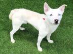 Adopt PARKER a Mixed Breed