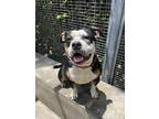 Adopt TRES a Pit Bull Terrier