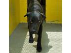 Adopt 405351 a Labrador Retriever