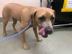 Adopt BENNY a Pit Bull Terrier, Mixed Breed