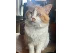 Adopt Graham a Domestic Medium Hair