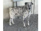 Adopt A132378 a Australian Cattle Dog / Blue Heeler, Mixed Breed