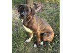 Adopt A132370 a Mastiff, Mixed Breed