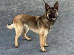 Adopt A132289 a German Shepherd Dog