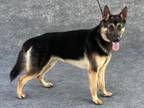 Adopt A132264 a German Shepherd Dog