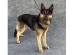 Adopt A132305 a German Shepherd Dog