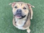 Adopt BRAWNY a Pit Bull Terrier, Mixed Breed