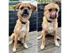Adopt ZUKO a Border Terrier, Boxer