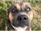Adopt BENNY a Pit Bull Terrier, Mixed Breed
