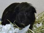 Adopt PEBBLES a Guinea Pig