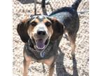 Adopt ODEN a Bluetick Coonhound, Mixed Breed
