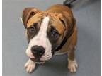Adopt MOZZIE a Boxer, Mixed Breed