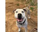 Adopt Bruno a Pit Bull Terrier, Mixed Breed