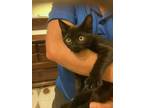 Adopt Tater, Willow Grove Area (FCID 05/14/2024-109) a Domestic Short Hair