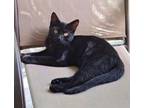Adopt Tater, Willow Grove Area (FCID 05/14/2024-109) a Domestic Short Hair