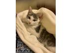 Adopt Marshmallow Willow Grove Area (FCID 4/30/24-119) a Domestic Short Hair