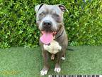 Adopt RUGER a Pit Bull Terrier, Mixed Breed