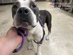 Adopt Sushi a Pit Bull Terrier, Mixed Breed