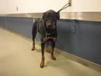 Adopt ACE a Rottweiler, Mixed Breed