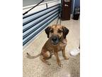 Adopt TRULY a Black Mouth Cur