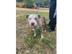 Adopt ASTRO a Pit Bull Terrier