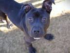 Adopt JOJO a American Staffordshire Terrier, Mixed Breed
