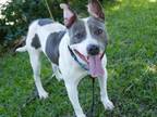 Adopt HOTDOG a American Staffordshire Terrier, Mixed Breed