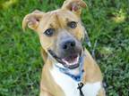 Adopt COOPER a Boxer, Mixed Breed