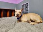 Adopt FRENCH FRY a American Staffordshire Terrier, Mixed Breed