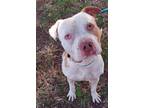 Adopt BREAD a American Staffordshire Terrier