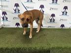 Adopt BOSS a Black Mouth Cur, Pointer