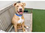 Adopt CHRISTIAN a American Staffordshire Terrier