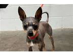 Adopt GATOR a Chinese Crested Dog, Mixed Breed