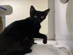 Adopt ACER a Domestic Short Hair