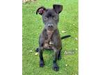 Adopt AMIR a Pit Bull Terrier, Mixed Breed