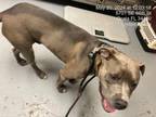 Adopt A334138 a Pit Bull Terrier, Mixed Breed