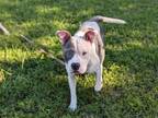 Adopt JELLY ROLL a Pit Bull Terrier