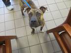 Adopt STITCH a Pit Bull Terrier, Mixed Breed