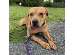 Adopt Auggie a Mixed Breed