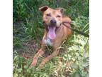 Adopt Achilles a Mixed Breed