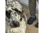 Adopt Hinto 4939 a Standard Poodle, Australian Shepherd