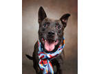 Adopt Lupine a Pit Bull Terrier, Mixed Breed